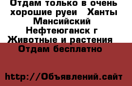 Отдам только в очень хорошие руеи - Ханты-Мансийский, Нефтеюганск г. Животные и растения » Отдам бесплатно   